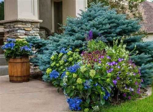 Новая поп-звезда Hydrangea - компактный и красочный кустарник, который нужен вашему саду
