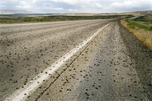 Рой мормонских сверчков на дороге Рой мормонских сверчков на дороге
