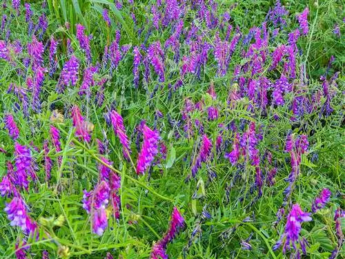 Волосатая вика Vicia dasycarpa