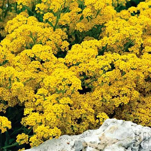 Корзина золота Aurinia saxatilis