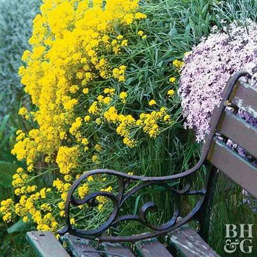 корзина с золотом Aurinia 'Citrina'