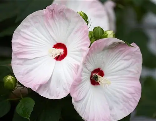 Luna Pink Swirl Гибискус Luna Pink Swirl Гибискус