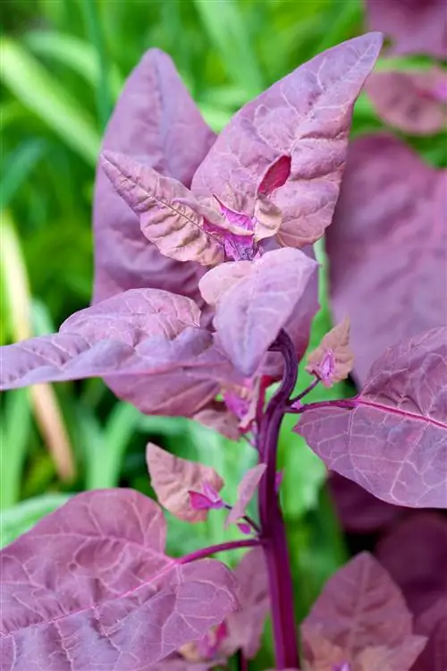 Орах Atriplex hortensis