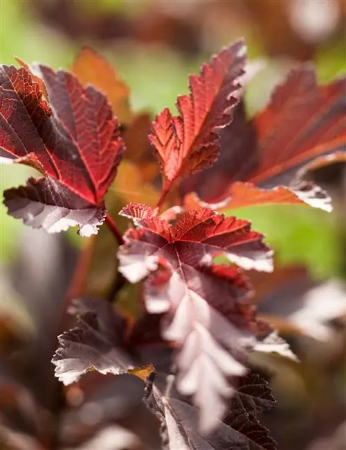 Ninebark-physocarpus-diabolo-3f928d79