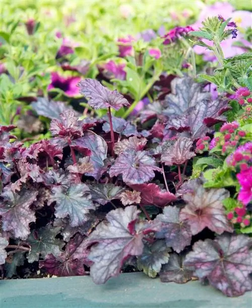 Коралловые колокольчики 'Dolce Blackcurrant'