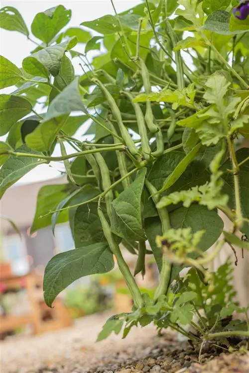 крупный план кустовой фасоли