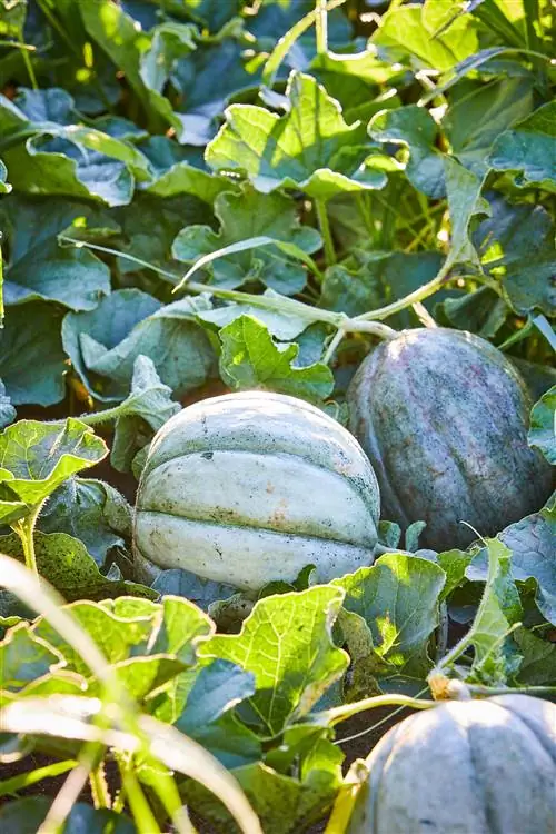 дыни растут в саду