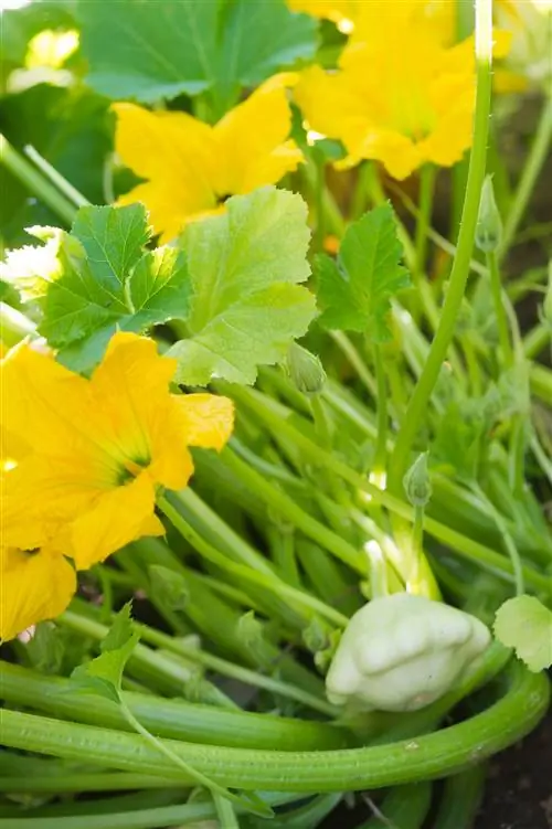 Цветущая тыква в саду