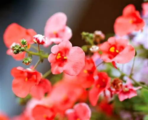 Коралловая красавица диазика