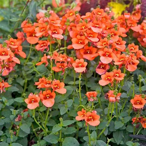 Флирт Orange Diascia