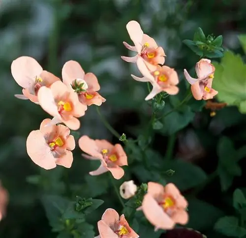 Sun Chimes Coral Diascia