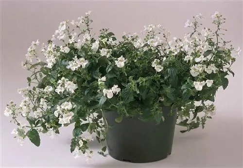 Whisper White Diascia