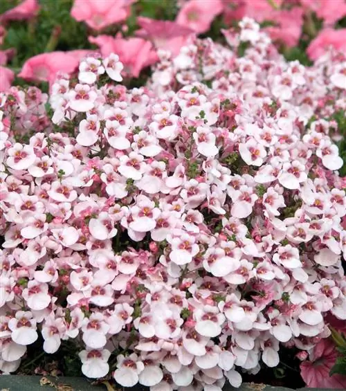 Как посадить и вырастить диасцию