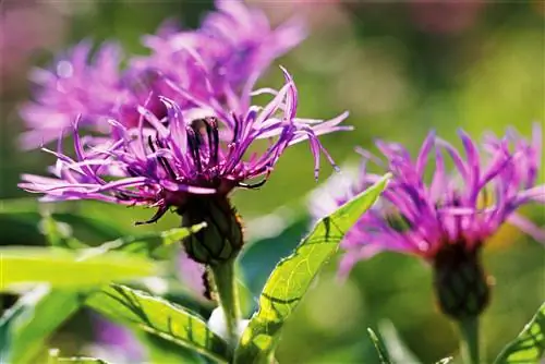 Горная лазурь Centaurea montana