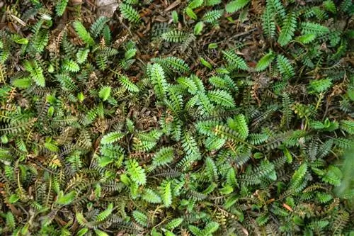 латунные пуговицы Leptinella squalida