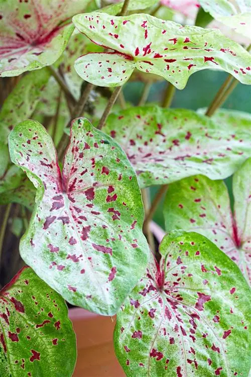 Каладиум 'Мисс Маффет'