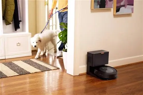 Собака входит в комнату, а пылесос Roomba стоит на док-станции