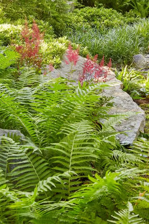 Athyrium filix femina Леди папоротник