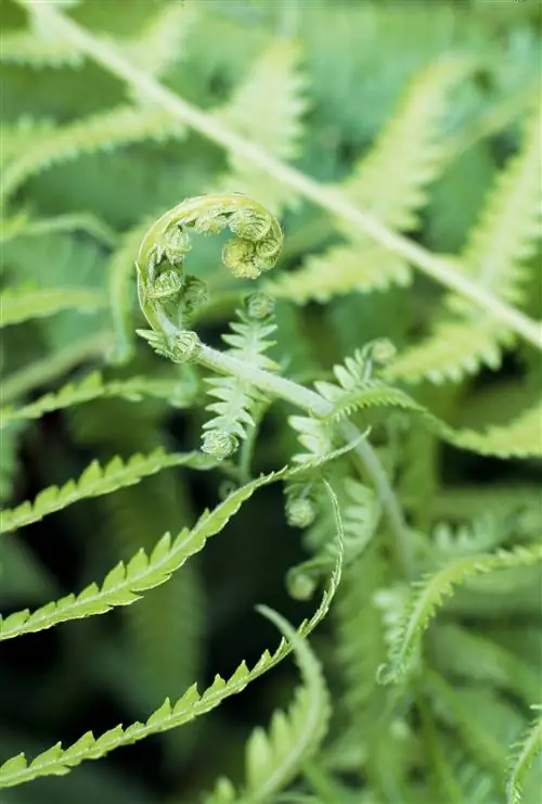 Папоротник атириум минутиссимум