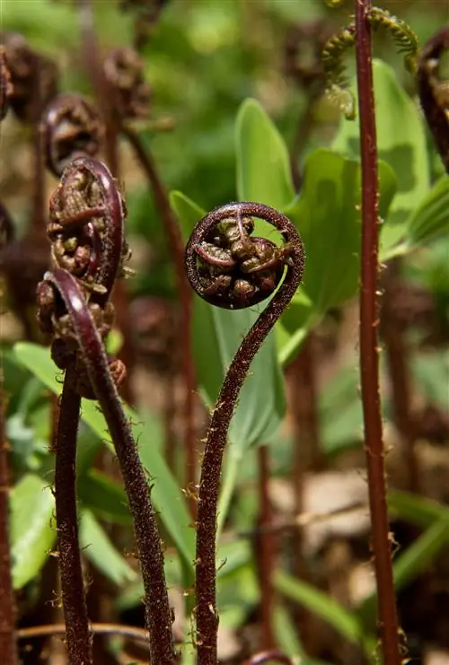 дама в красном папоротнике