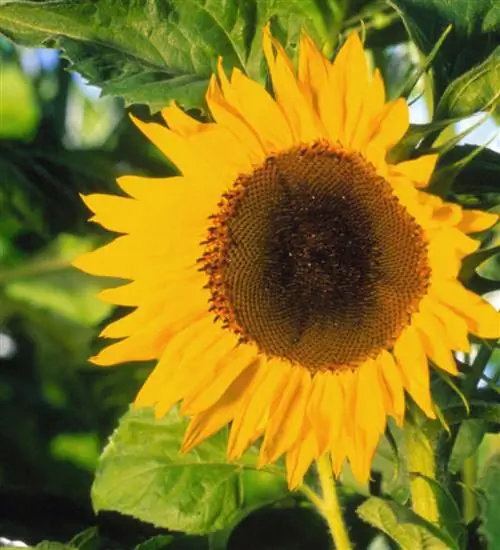 Подсолнечник Helianthus annus 'Холидей'