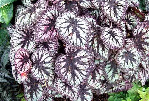 Бегония рекс "Фейерверк"