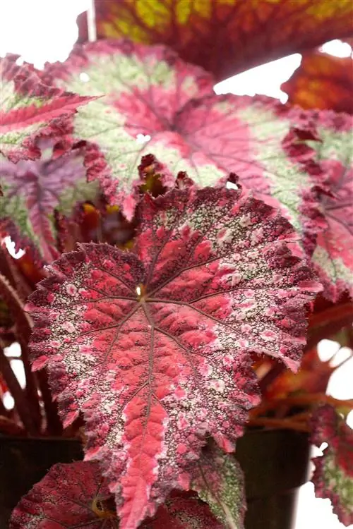 рекс бегония король теней