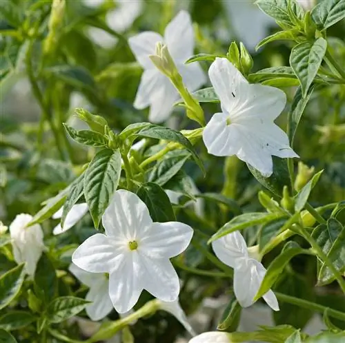 Бесконечный флирт