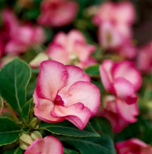 Коралловый вихрь недотроги