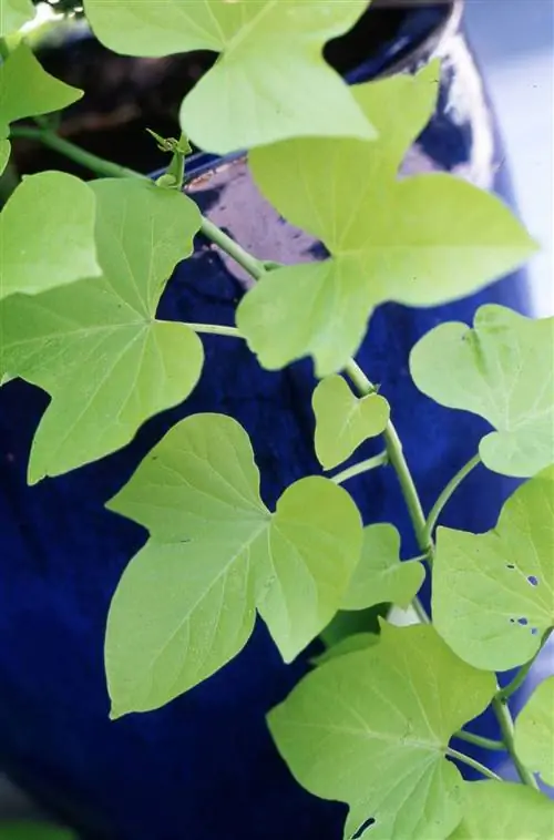 лозы сладкого картофеля