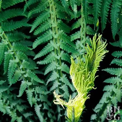 древесный папоротник