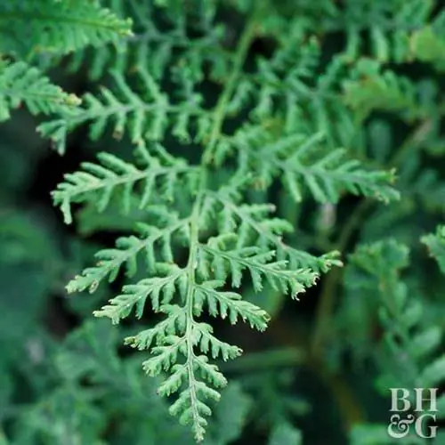 Папоротник хохлатый щитовник Dryopteris dilitata Cristata