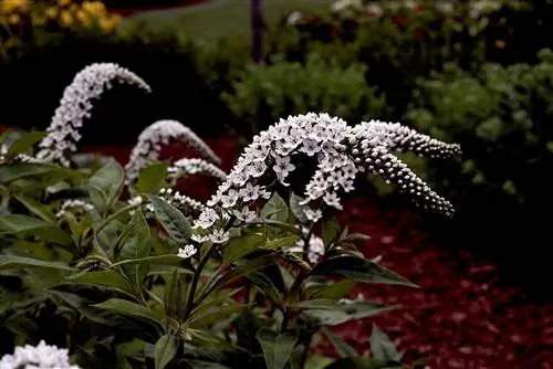 Lysimachia clethroides-вербейник гусиный