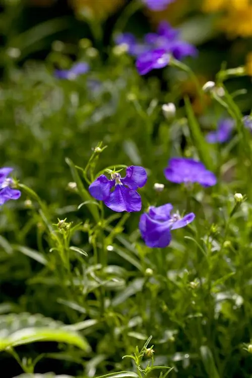 лобелия голубые крылья