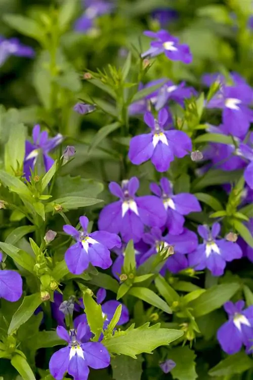 Лобелия Магади Блю