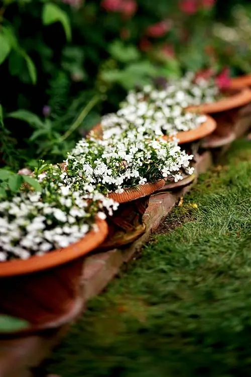 Лобелия Ривьера Уайт