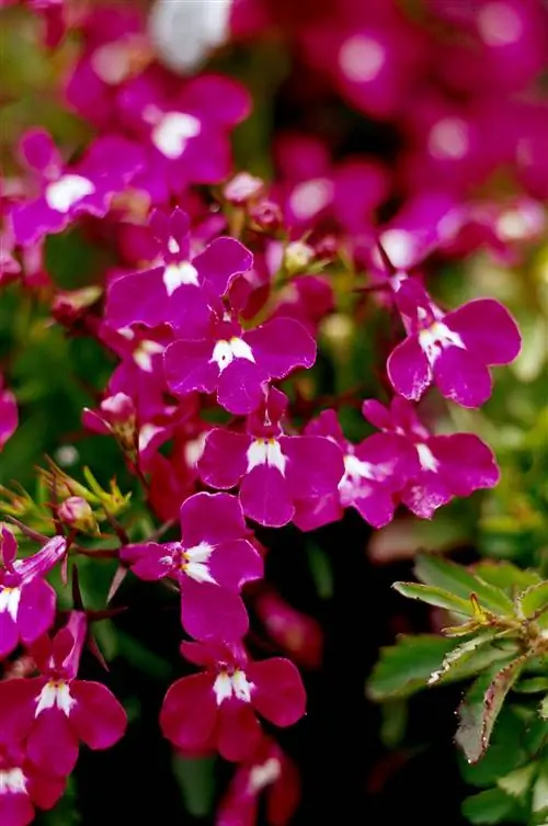 Лобелия Регата Роуз