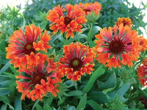 оранжевые трубчатые волнения тиззи одеяло цветы