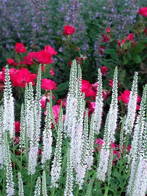 белая вероника многолетние цветоносы