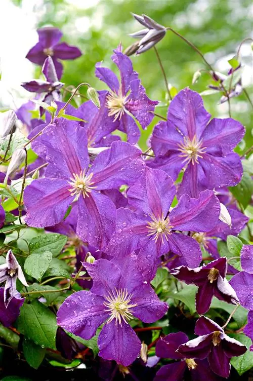 клематис jackmanii с королевскими фиолетовыми лепестками