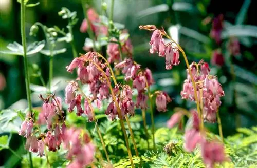 бахромчатое кровоточащее сердце цветет