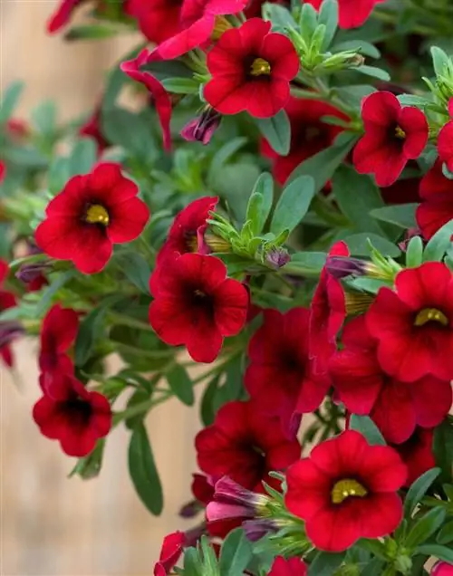 Калибрахоа 'MiniFamous Compact Dark Red'