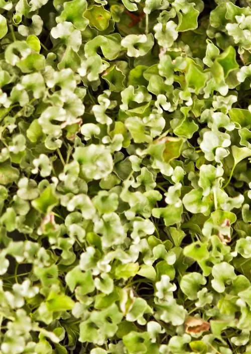 Дихондра как почвопокровное растение