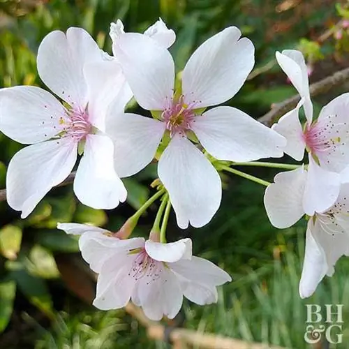 Акебоно Ёсино черри Prunus x yedoense 'Akebono'
