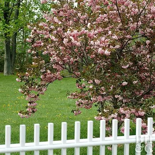 Цветущая вишня (Prunus x subhirtella)