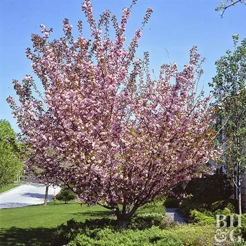 Цветущая вишня Prunus