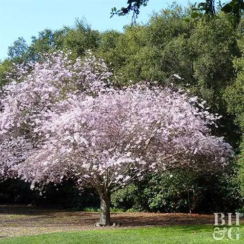 Цветущая вишня Пинк Стар