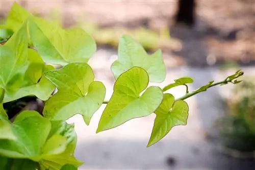 декоративные лозы сладкого картофеля