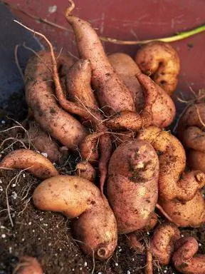 сбор сладкого картофеля в грязи красным сеялкой