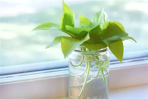 крупный план срезанных декоративных лоз сладкого картофеля